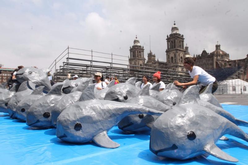 Piden sancionar a México por no proteger a la vaquita marina.