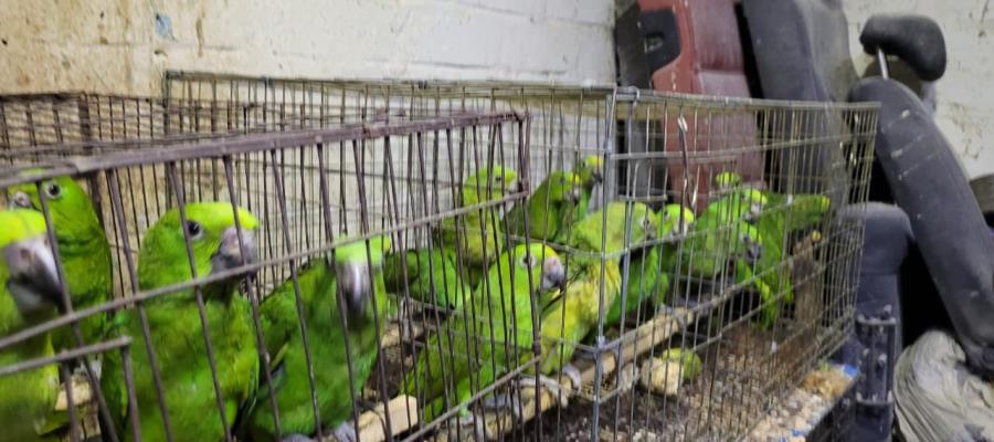 Rescatan mil 500 aves exóticas, monos y cachorros en CDMX Rescatan mil 500 aves exóticas, monos y cachorros en CDMX