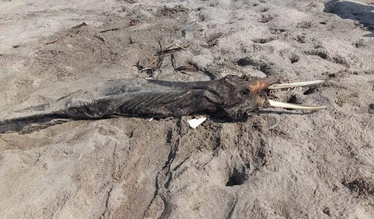 Reportan muerte de un Delfín en playa de Paraíso, presuntamente por contaminación