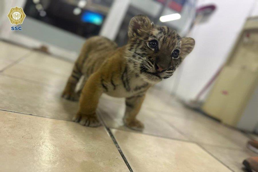 Rescatan a cachorro de tigre en la Gustavo A. Madero