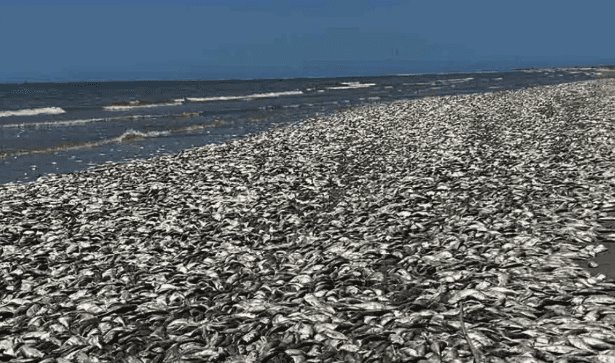 Aparecen miles de peces muertos en costa del golfo de Texas