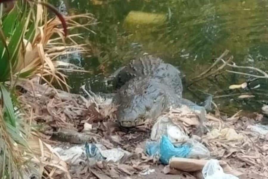 Corresponde a Profepa capturar al cocodrilo de Tierra Colorada: Bienestar