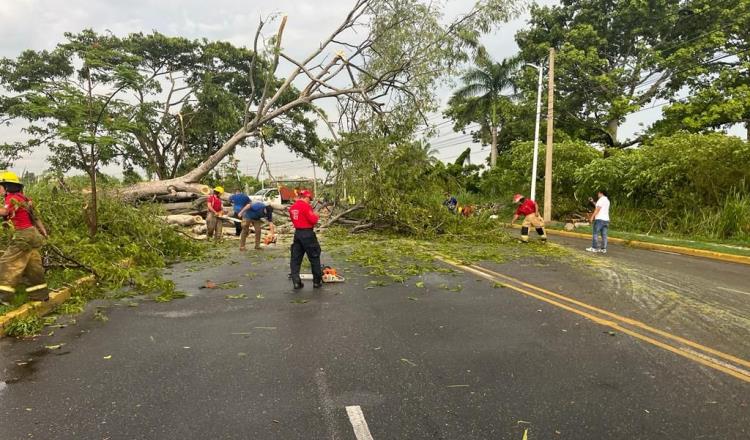 Podará Centro árboles ante próxima temporada de lluvias