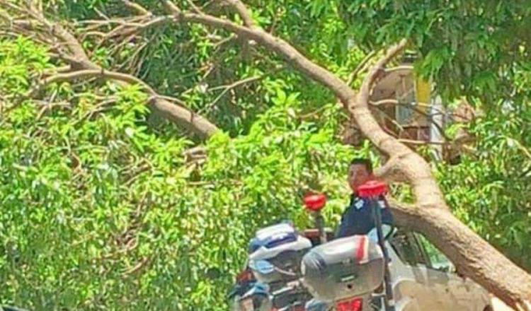 Árbol cae sobre auto en Usumacinta y cierra la circulación por 2 horas