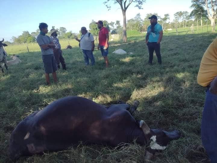 Intoxicados y ganado muerto deja fuga de gas en Comalcalco Intoxicados y ganado muerto deja fuga de gas en Comalcalco
