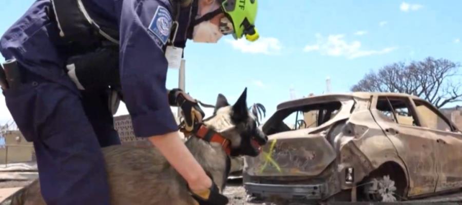 Con más equipos caninos refuerza EE.UU. labores de rescate de cuerpos tras incendios en Hawái