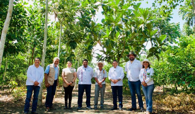 Se está reforestando con Sembrando Vida, responde Fonatur a Xóchilt sobre tala de árboles por Tren Maya