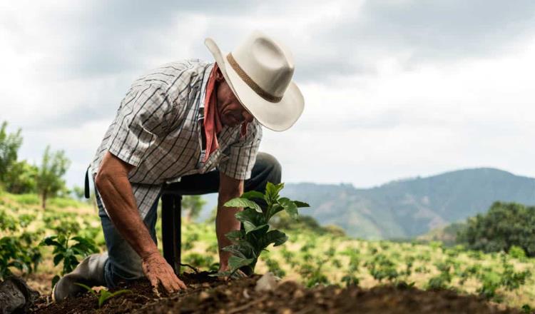 Sembrando Vida es el mejor programa de reforestación del mundo: Presidente