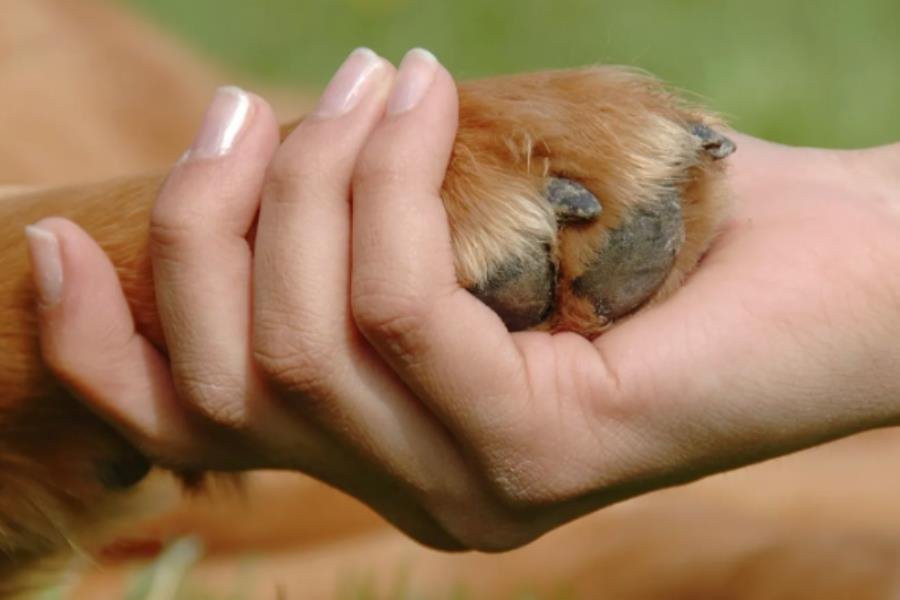 Compromete Obrador seguir impulsando campaña de protección a animales Compromete Obrador seguir impulsando campaña de protección a animales