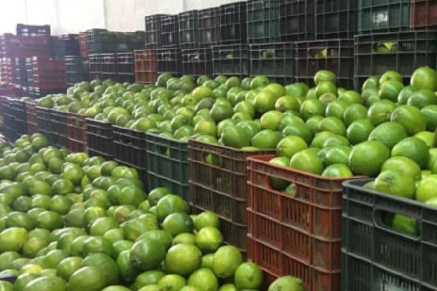 Aumenta precio del limón y roban toneladas... ocurrió en Perú