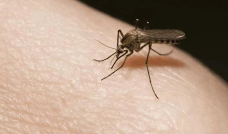 Reporta salud 3 defunciones más por dengue en Tabasco; advierte que podría convertirse en problema serio