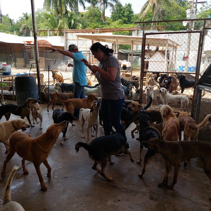 Abre Caninos 911 convocatoria para realizar prácticas profesionales en su refugio