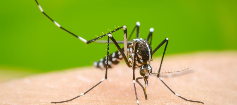 Pega dengue a Yucatán; registra 14 mil casos y siete fallecidos