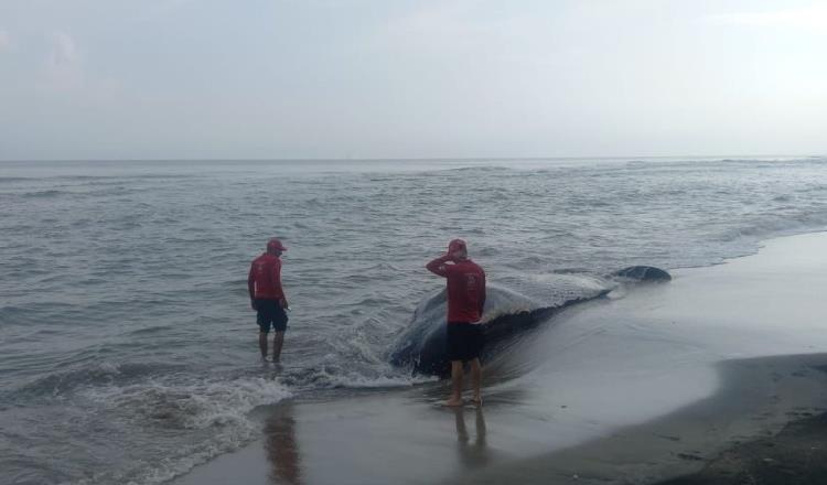 Muere ballena en zona costera de Cárdenas 