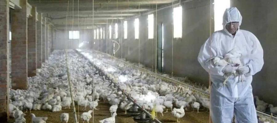 Reportan en EE. UU. casi 190 mil aves de corral con síntomas de gripe aviar