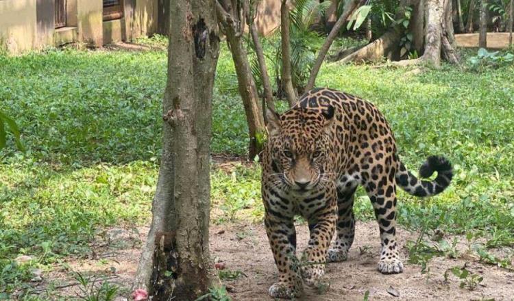 Nombran ‘Balum’ al nuevo jaguar amarillo del Yumká