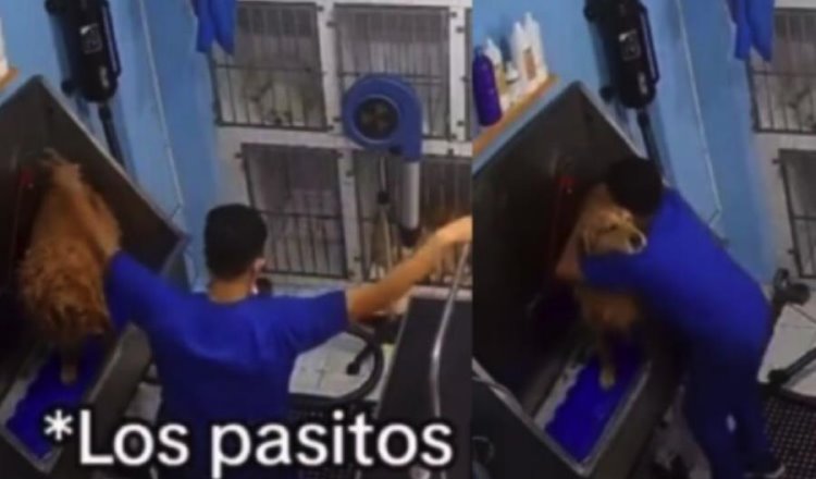 Venezolano conquista las redes por bailar salsa con mascotas en spa canino