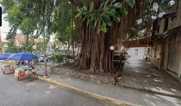 No se talará el árbol de hule del parque Los Pajaritos sólo se podará: Osuna