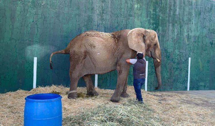 Sheinbaum tendrá agenda de protección a animales, confía Obrador