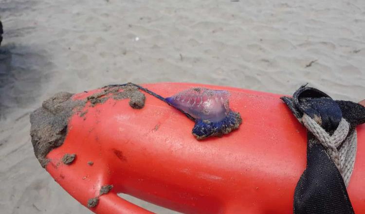 Alertan por presencia de medusas en playas de Tamaulipas y Baja California