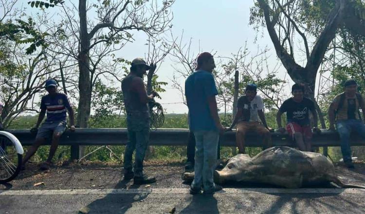 Rapiñan y destazan reses de tráiler  incendiado en la Villahermosa-Frontera