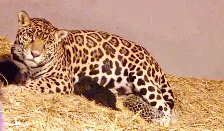 Nacen 3 cachorros de jaguar en Chapultepec, en CDMX