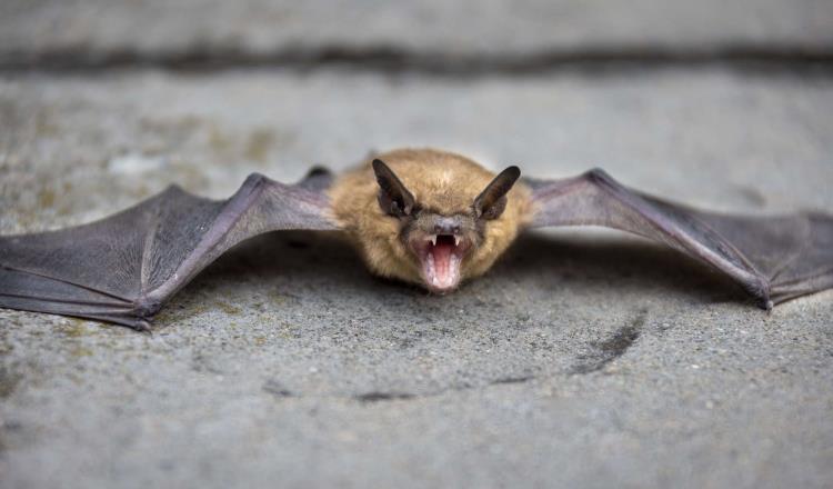 Menor es mordido por murciélagos con rabia y muere en Michoacán