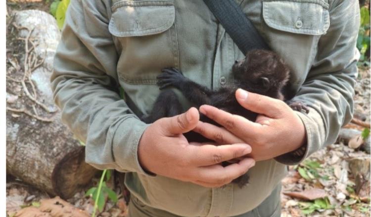 Suman 217 monos muertos en el sureste del país: Semarnat