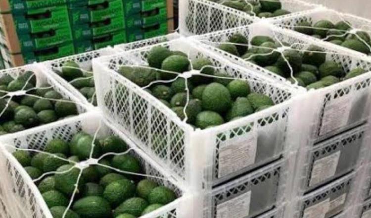 Se resolverá situación de exportación del aguacate a EE.UU., confía AMLO