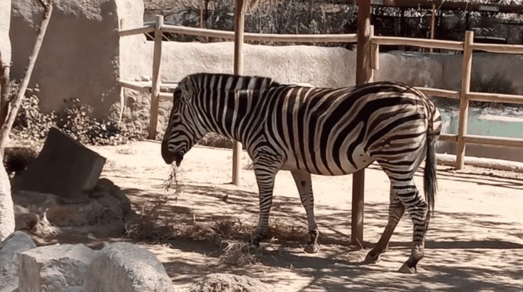 Perros “salvajes” matan a más de 20 animales en zoológico en Chile