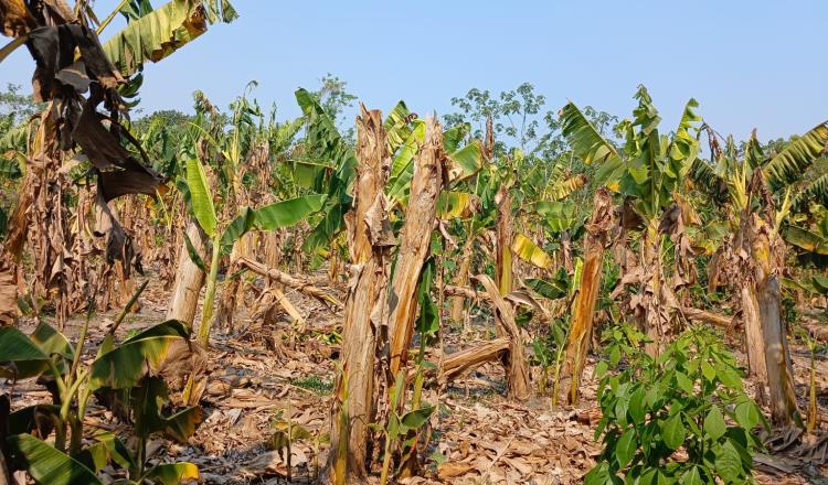 Oleada de calor y sequía prolongada acaban con más de 700 hectáreas de cultivo de plátano en Cucuyulapa