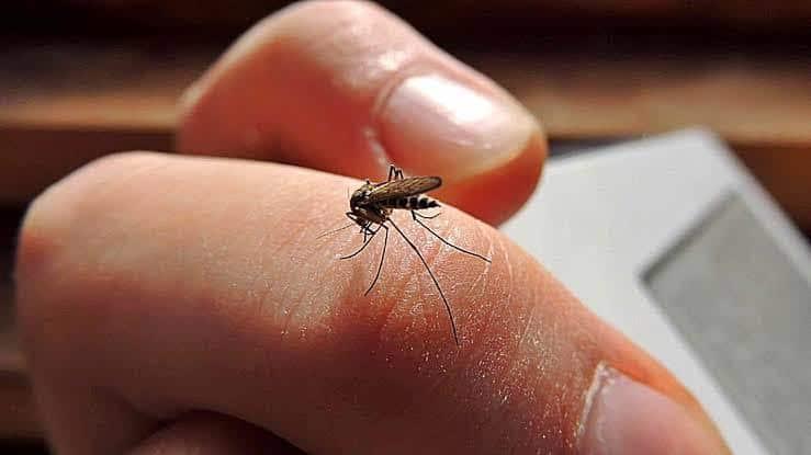 Tabasco en el 9° lugar nacional de casos confirmados de dengue: SSa