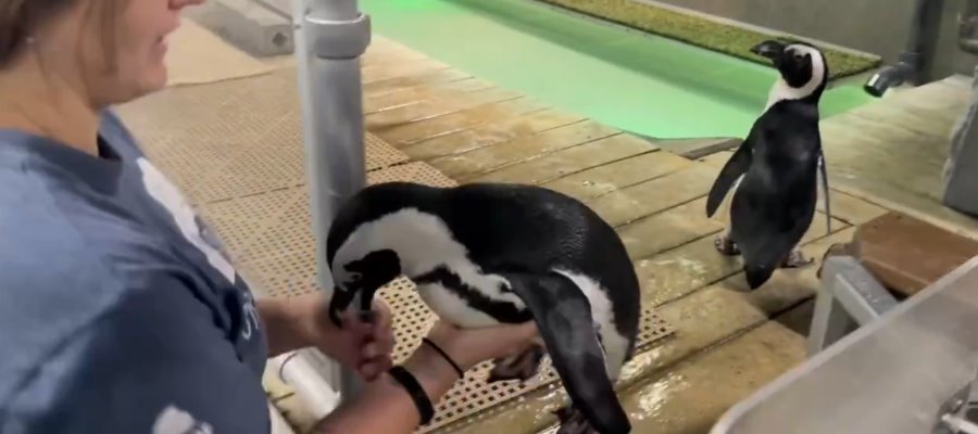 Reubican a pingüinos de Acuario de Florida ante impacto de ‘Milton’ Reubican a pingüinos de Acuario de Florida ante impacto de ‘Milton’