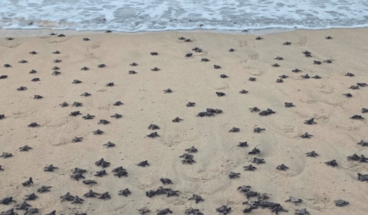 Más de 291 mil tortugas golfinas arriban a santuario en playas de Oaxaca