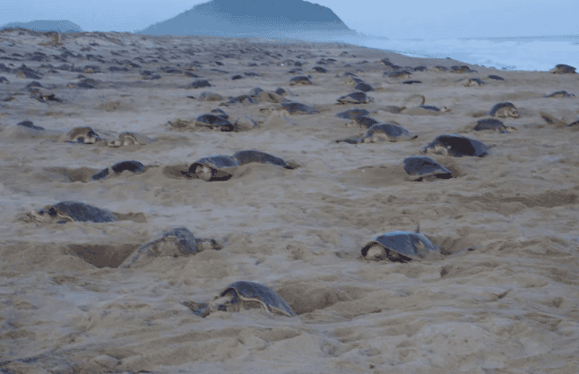 Más de 291 mil tortugas golfinas arriban a santuario en playas de Oaxaca