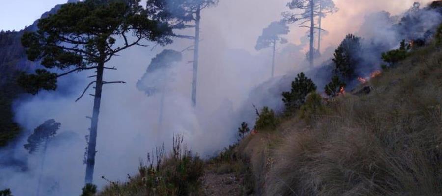 Aumenta tasa de homicidios e incendios forestales en México, denuncia PRI