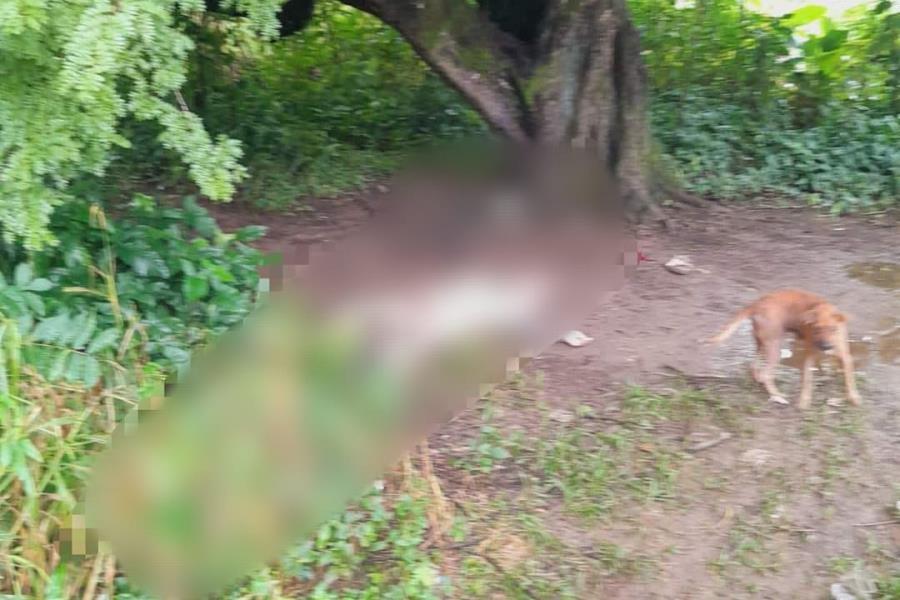 Localizan hombre sin vida y semidesnudo en campo de maíz en Tacotalpa