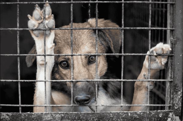 PVEM Tabasco espera que con nueva ley haya penas más severas por crueldad animal