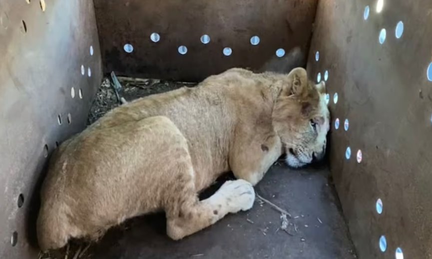 Rescatan en Sinaloa a cachorro de león africano; estaba desnutrido
