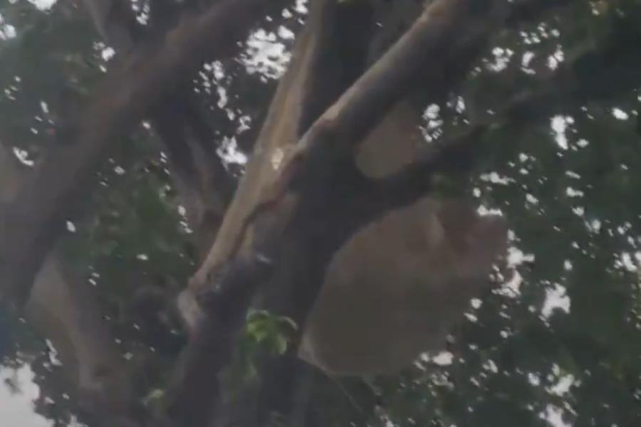 Hombre cuelga hamaca en lo alto de un árbol en Ruiz Cortines