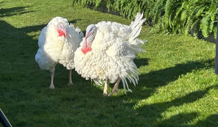 Biden indulta a los pavos Peach y Blossom, previo al Día de Acción de Gracias