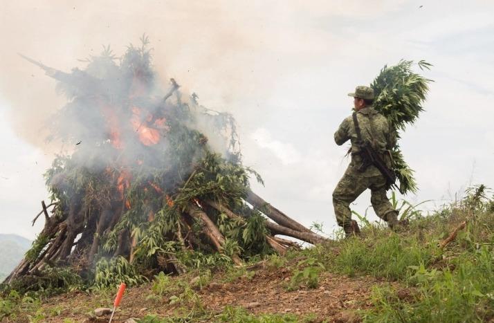 Destruye Semar más de 19 toneladas de marihuana en Durango