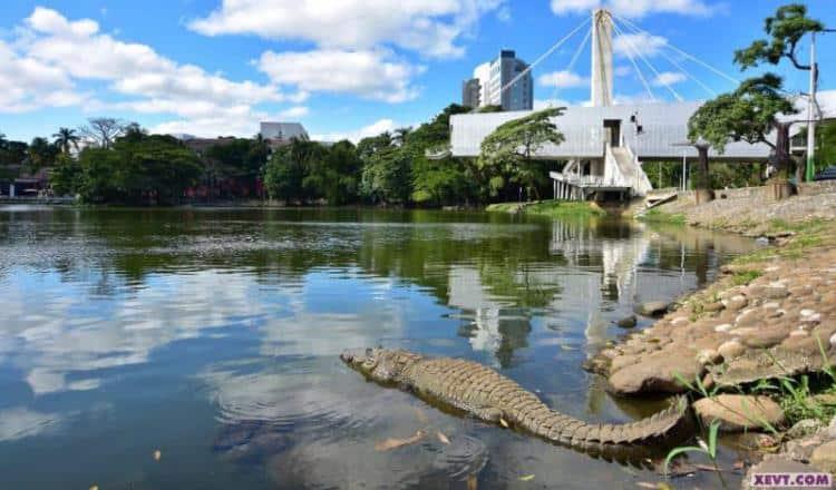 Descartan cercar Laguna de las Ilusiones para evitar incidentes con cocodrilos