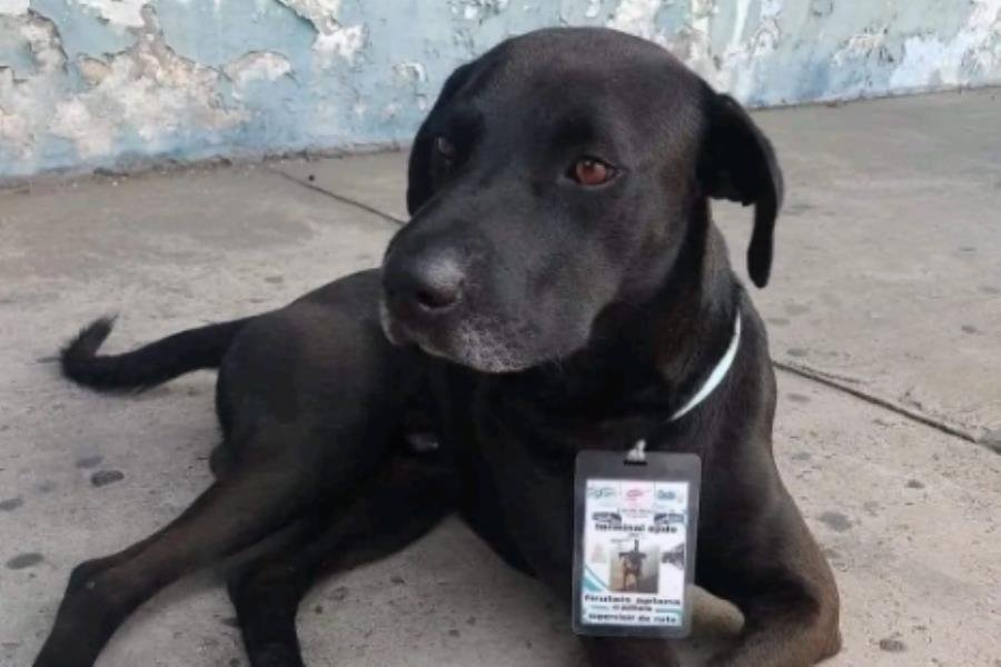 Perrito se gana el cariño de trabajadores en terminal de autobuses y lo nombran “supervisor de ruta”