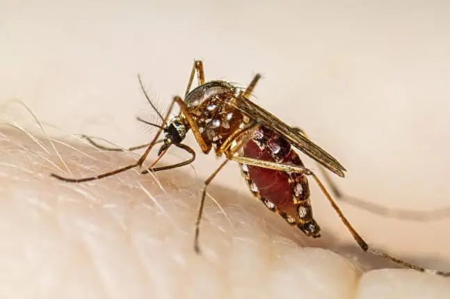 Reporta Salud 88% menos casos de dengue que en 2024
