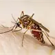 Superan los 500 casos de dengue en Tabasco; se mantiene en sexto lugar en incidencia