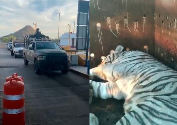 Aseguran tigres de bengala, armas largas y vehículos de lujo en Culiacán