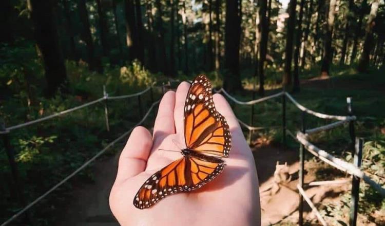 EE. UU. declara a la mariposa monarca como especie amenazada