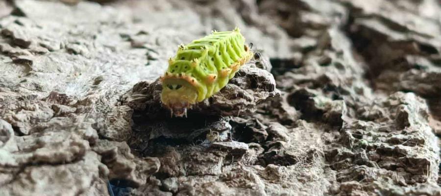 Alertan por proliferación de gusano verde que causa afecciones en la piel