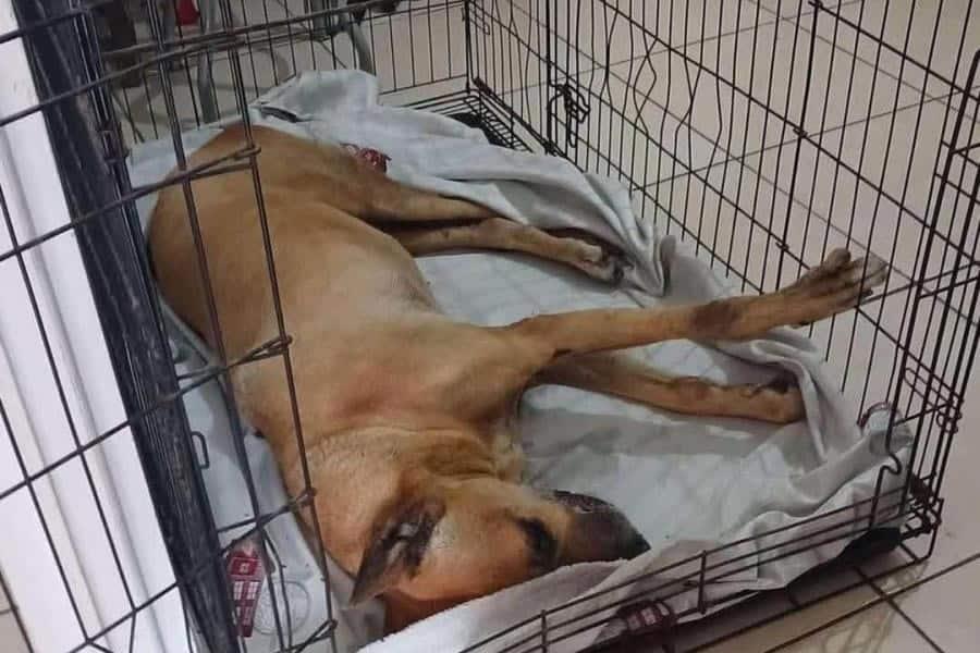 Indigna en redes sociales atropellamiento de ‘Scooby’ en Cárdenas